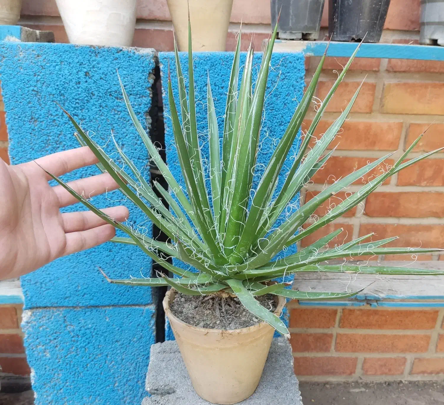 گل گلدان اگاو کاکتوس ساکولنت|گل و گیاه طبیعی|شیراز, شاهچراغ|دیوار