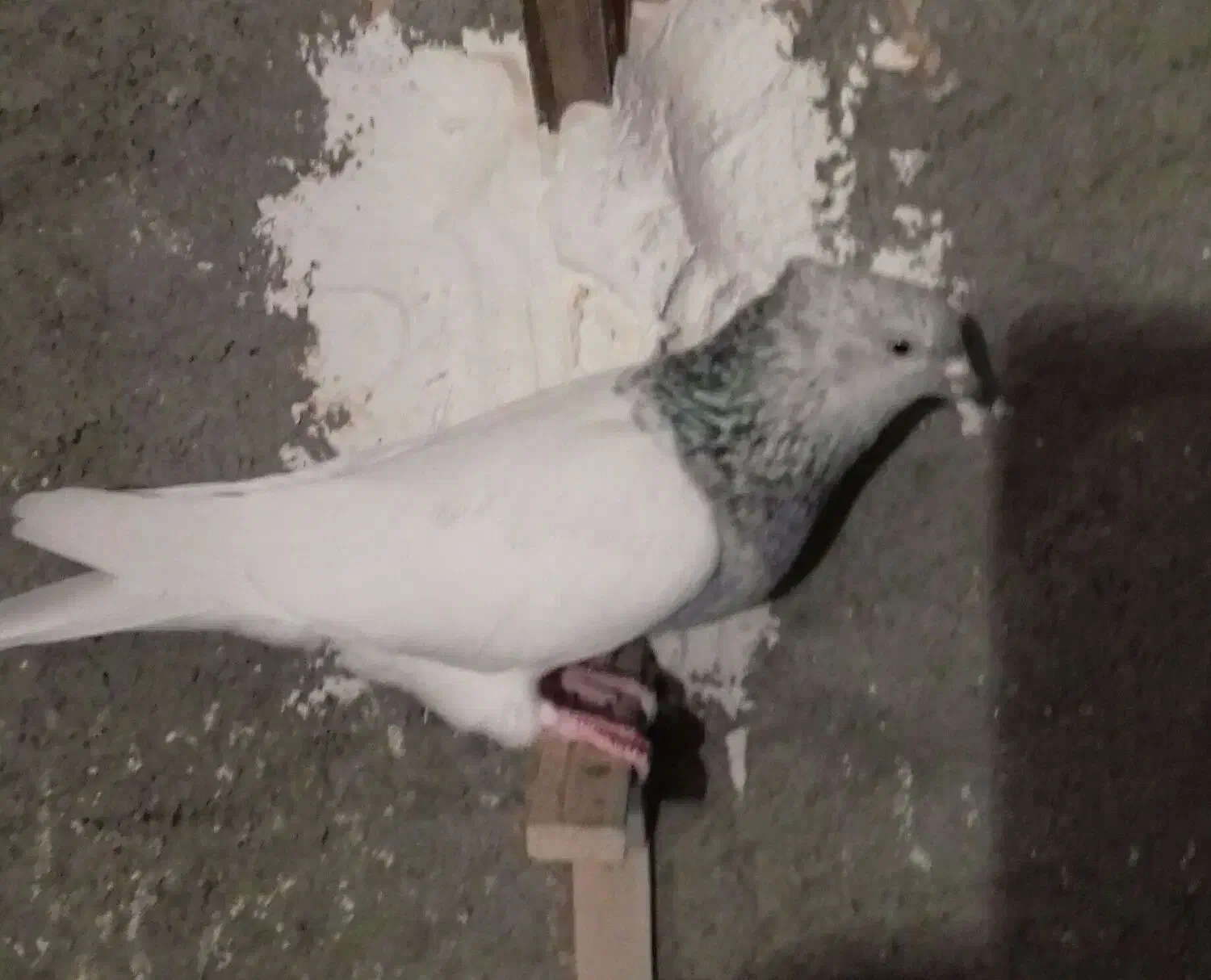 یک جفت ماده کله سبز|پرنده|قوچان, |دیوار