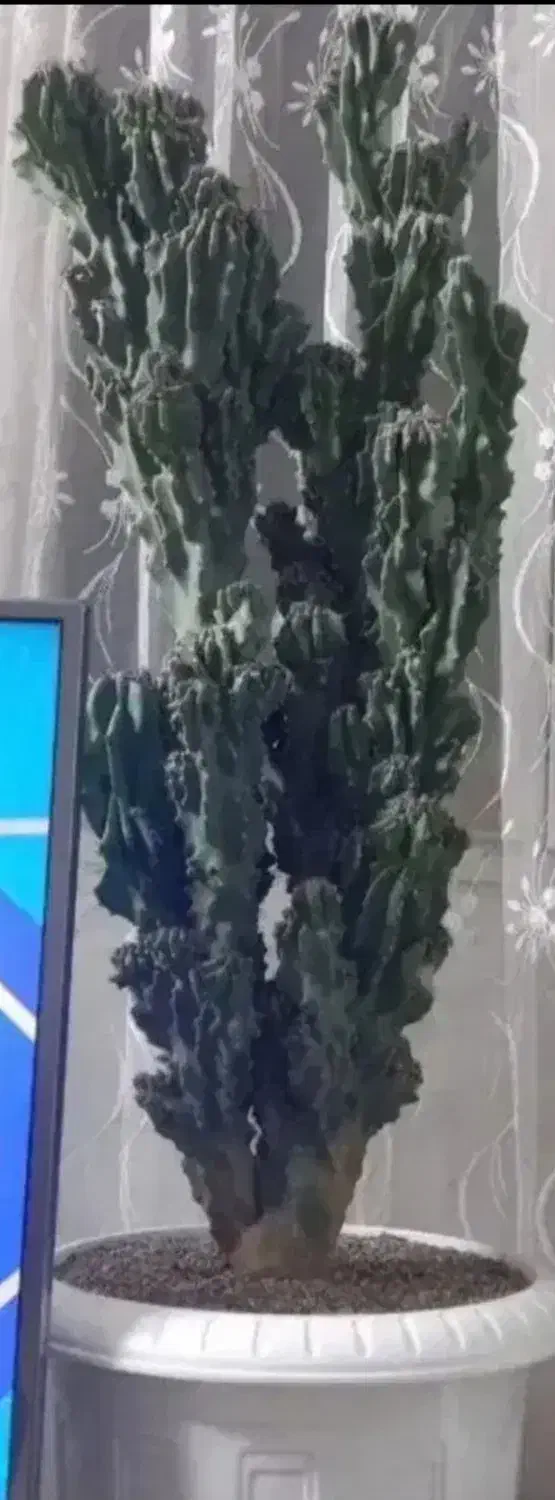 تعدادی گل وگیاه آپارتمانی بسیار زیبا و بزرگ|گل و گیاه طبیعی|شهریار, کهنز|دیوار