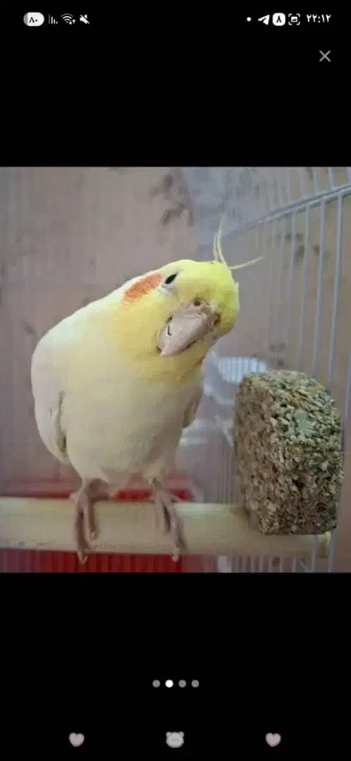 عروس هلندی|پرنده|پیر بکران, |دیوار