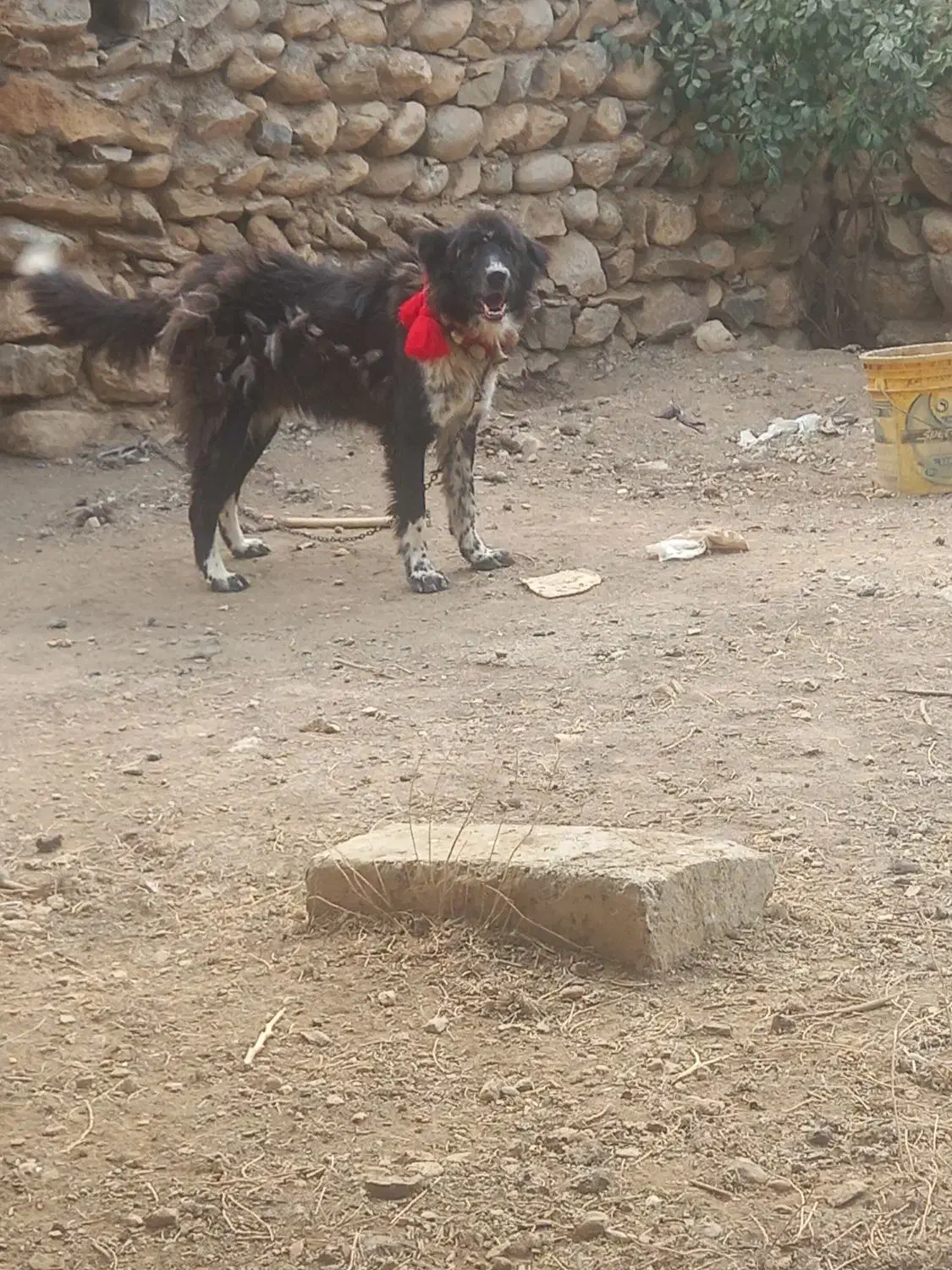 سگ قدرجونی دهن پاک جونوری|سگ|فریدونشهر, |دیوار