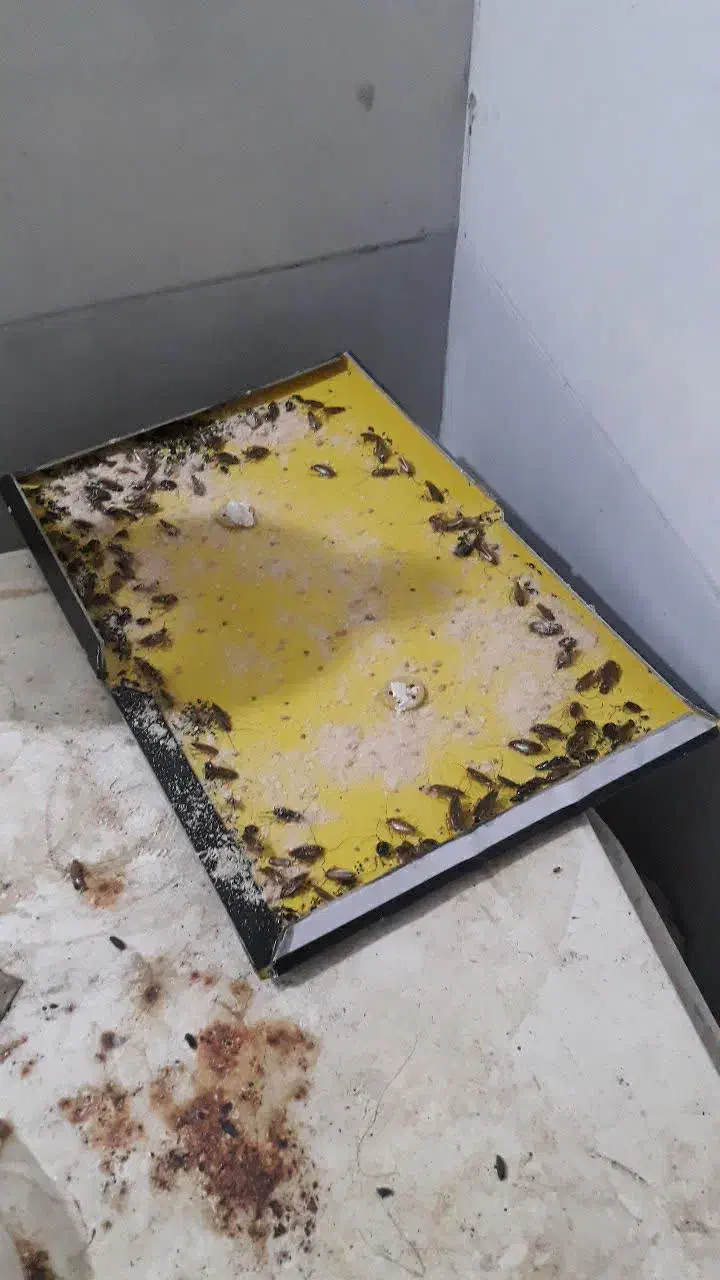 سمپاشی تضمینی ایران غرب سم پاشی/هویت تایید شده|خدمات نظافت|اسلامشهر, شهرک سعیدیه|دیوار