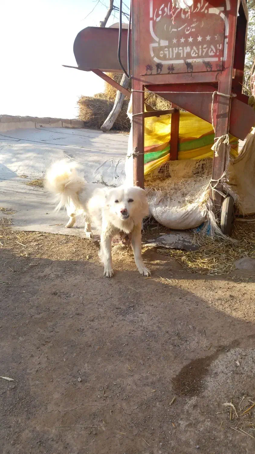 پا گوتاه سرابی ماده فقط تماس|سگ|سراب, |دیوار