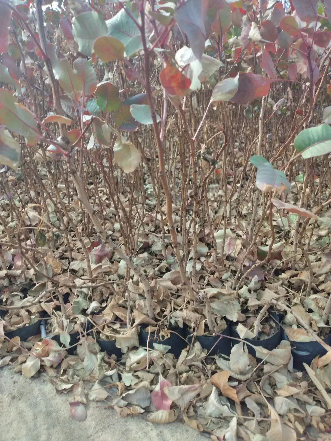 نهال پسته گلدانی|خدمات باغبانی و درختکاری|اردکان, |دیوار