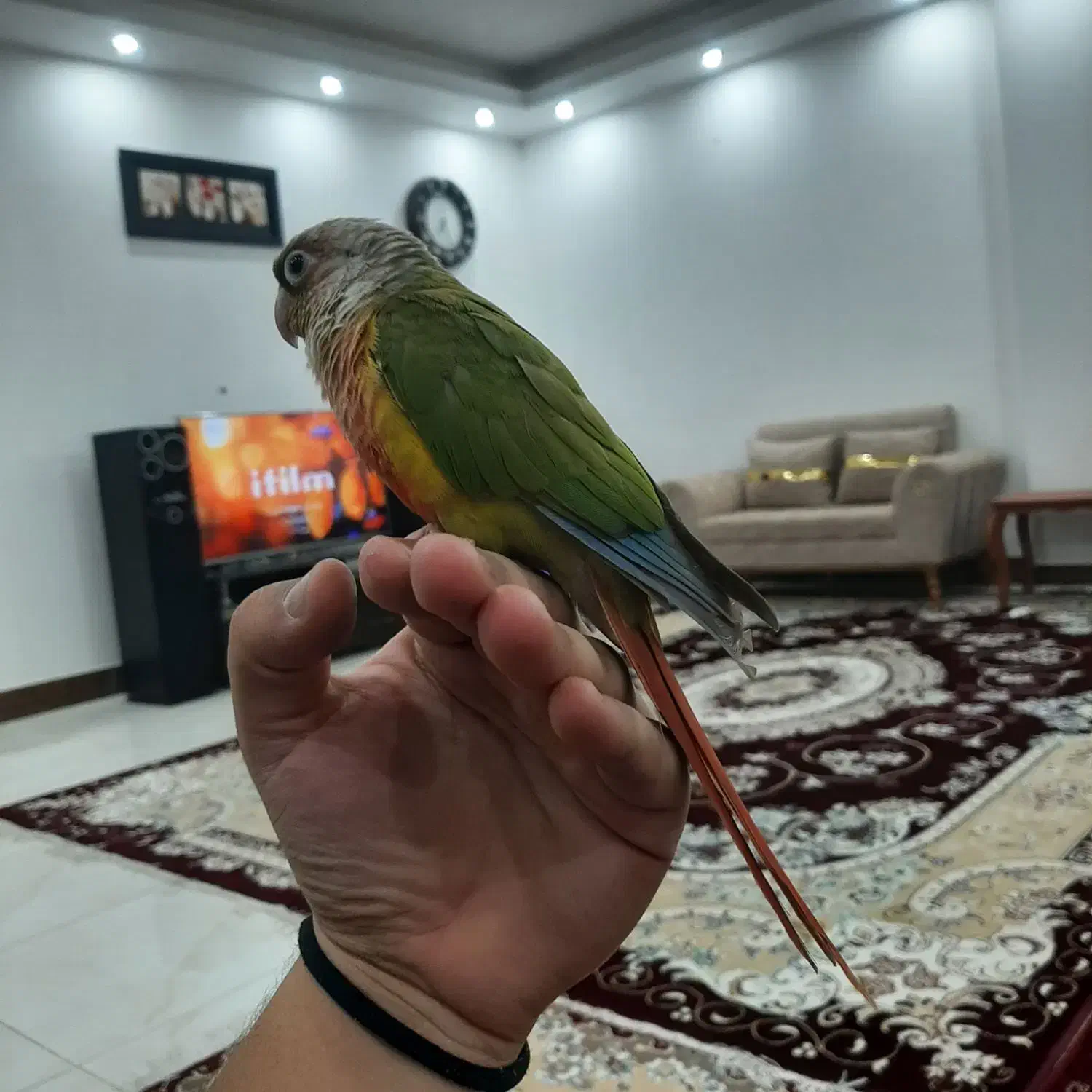 طوطی گرینچیک دستی|پرنده|گنبد کاووس, |دیوار