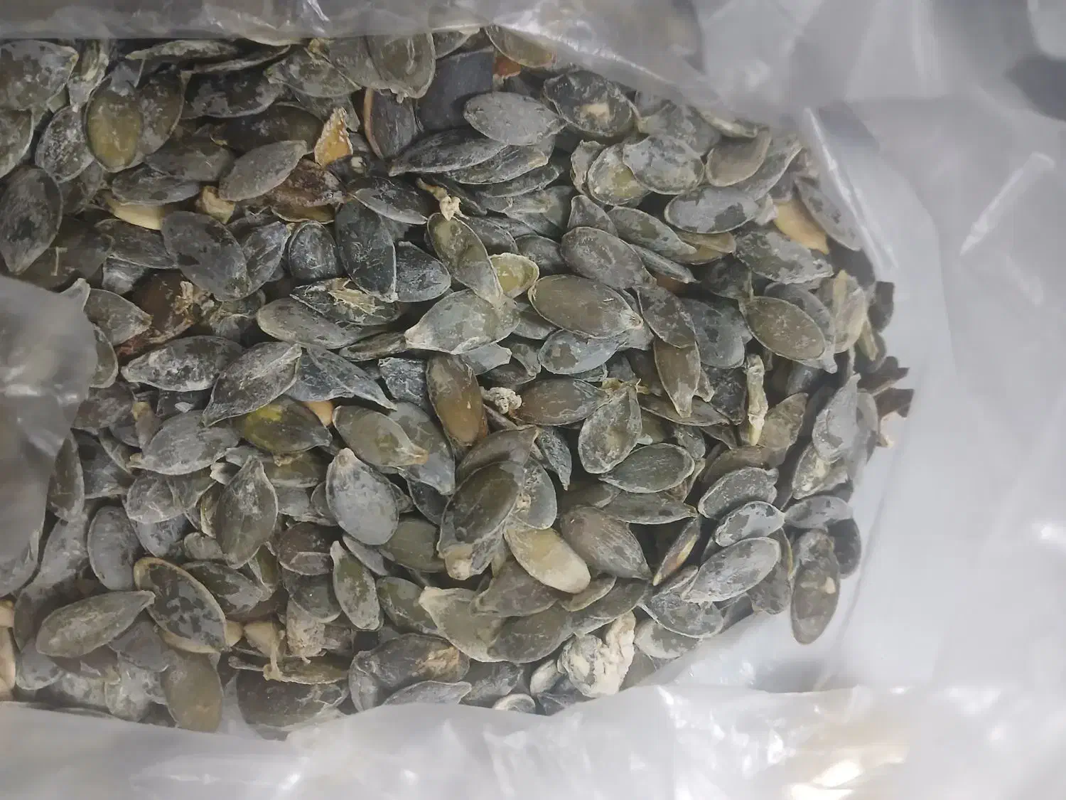 کدو بدون پوست ارگانیک|عمده‌فروشی|قیدار, |دیوار