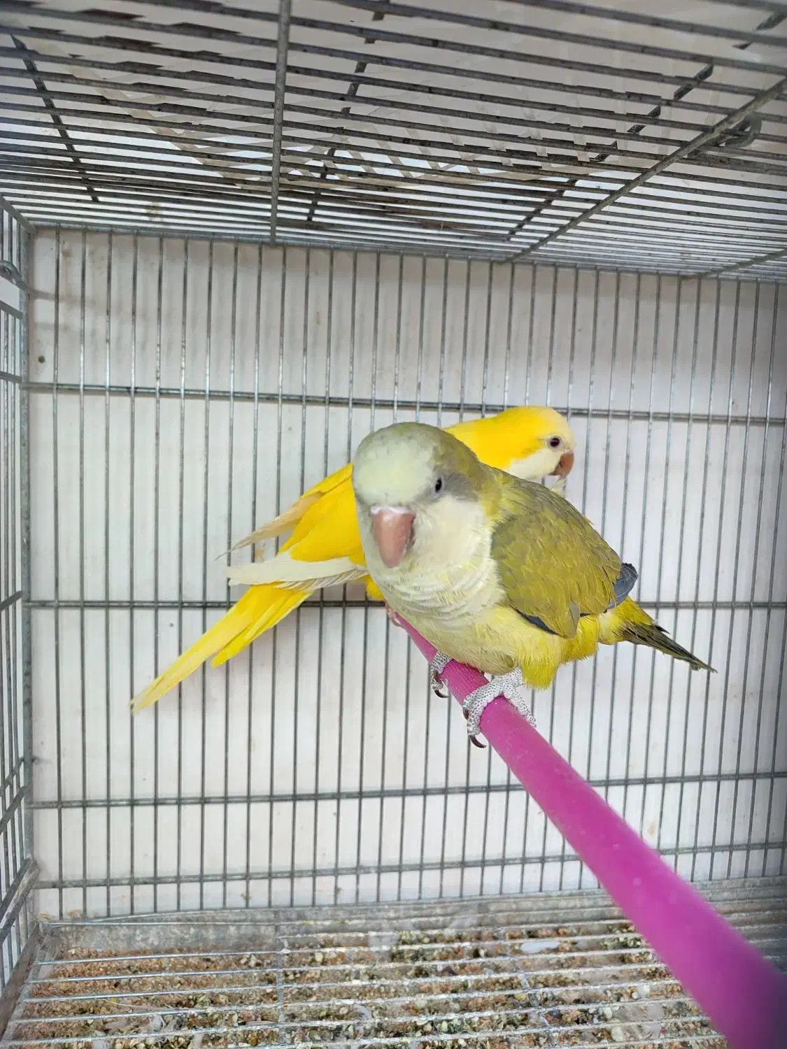 طوطی راهب زرد و ابی مولد کواکر|پرنده|اردبیل, |دیوار