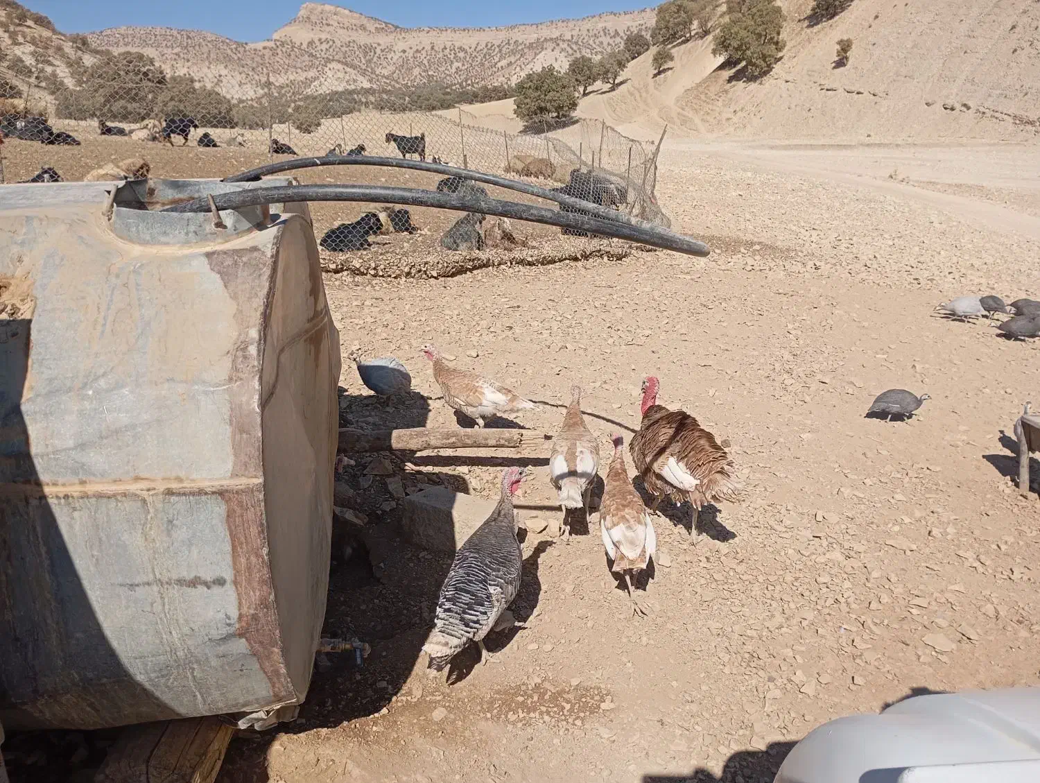 فروش ۴عدد بوقلمون|حیوانات مزرعه|سیوان, |دیوار