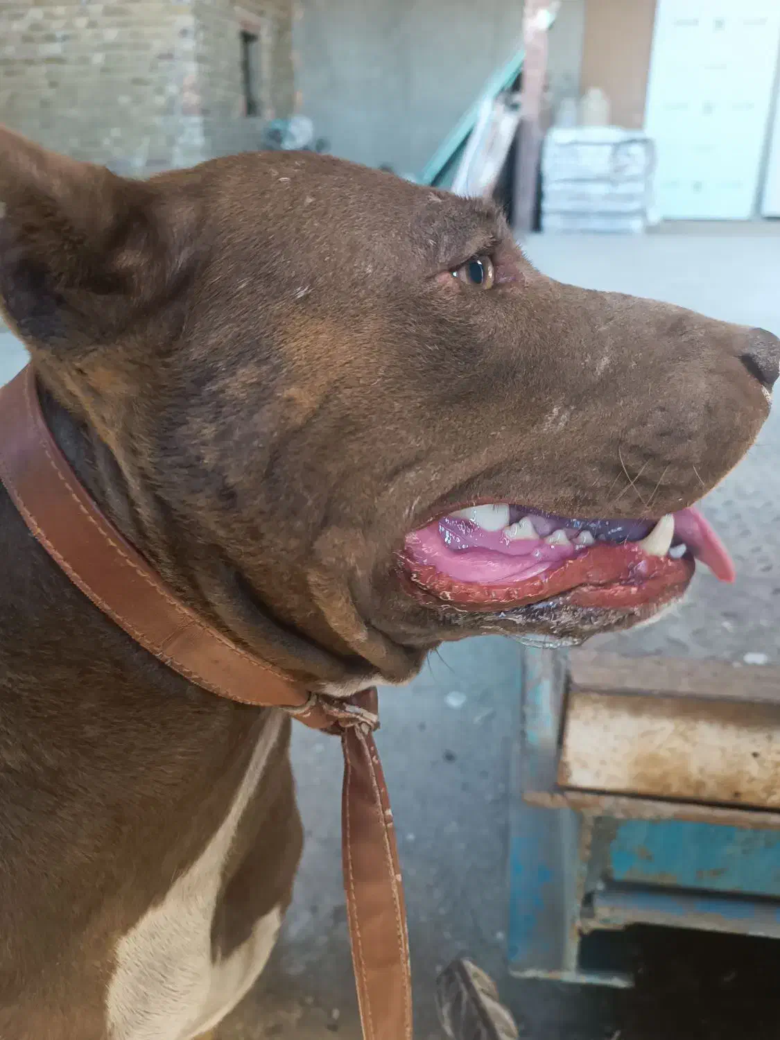 واگذاری سگ پیت بول آمریکایی|سگ|سبزوار, قصبه شرقی|دیوار