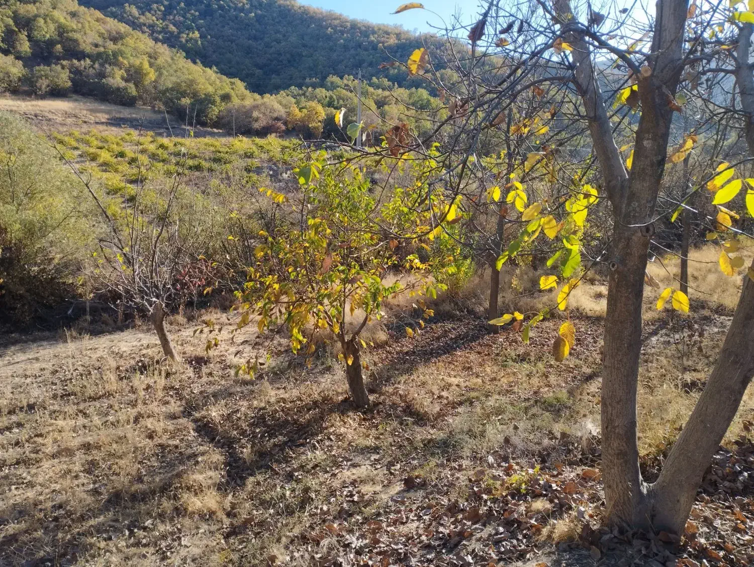 فروش یک قطعه زمین کشاورزی به متراژ 800متر|فروش زمین و ملک کلنگی|مریوان, |دیوار