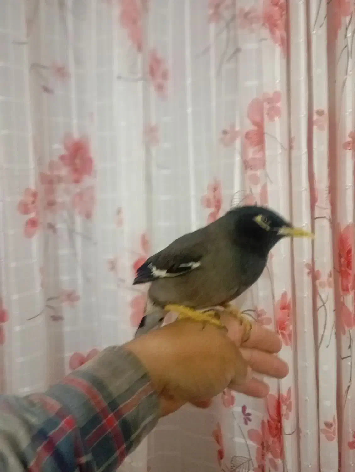 مرغ مینا کاملن دستی بازیگوش سخنگو|پرنده|مرودشت, مجد آباد|دیوار