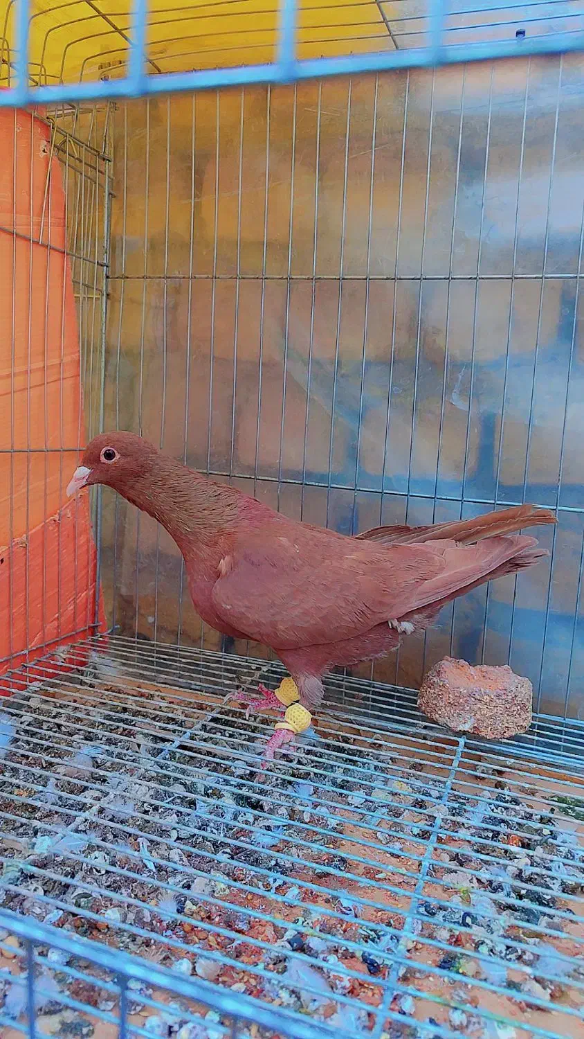 5عدد کرمونی آس شهرستانی|پرنده|مشهد, هفده شهریور|دیوار