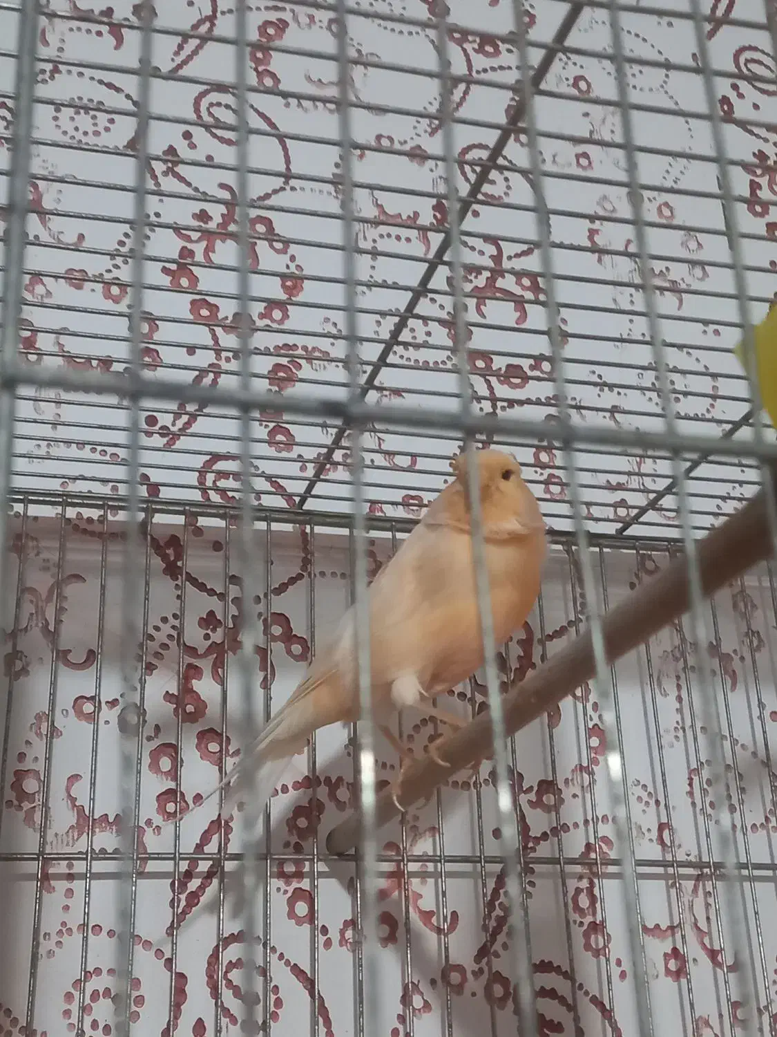 قناری نر مست ماده اماده|پرنده|رودان, |دیوار