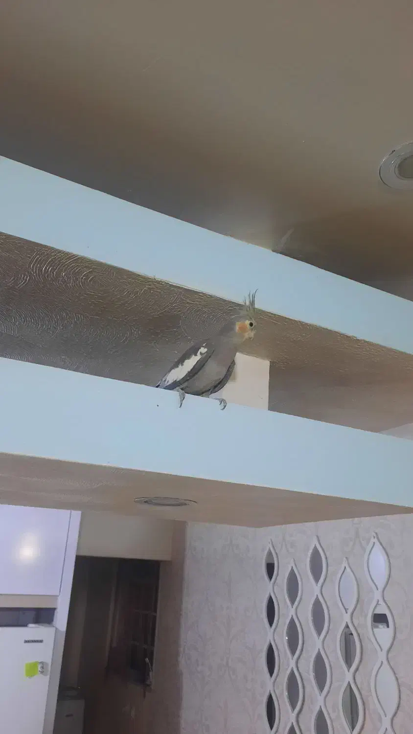 عروس هلندی|پرنده|شاهینشهر, مورچه خورت|دیوار