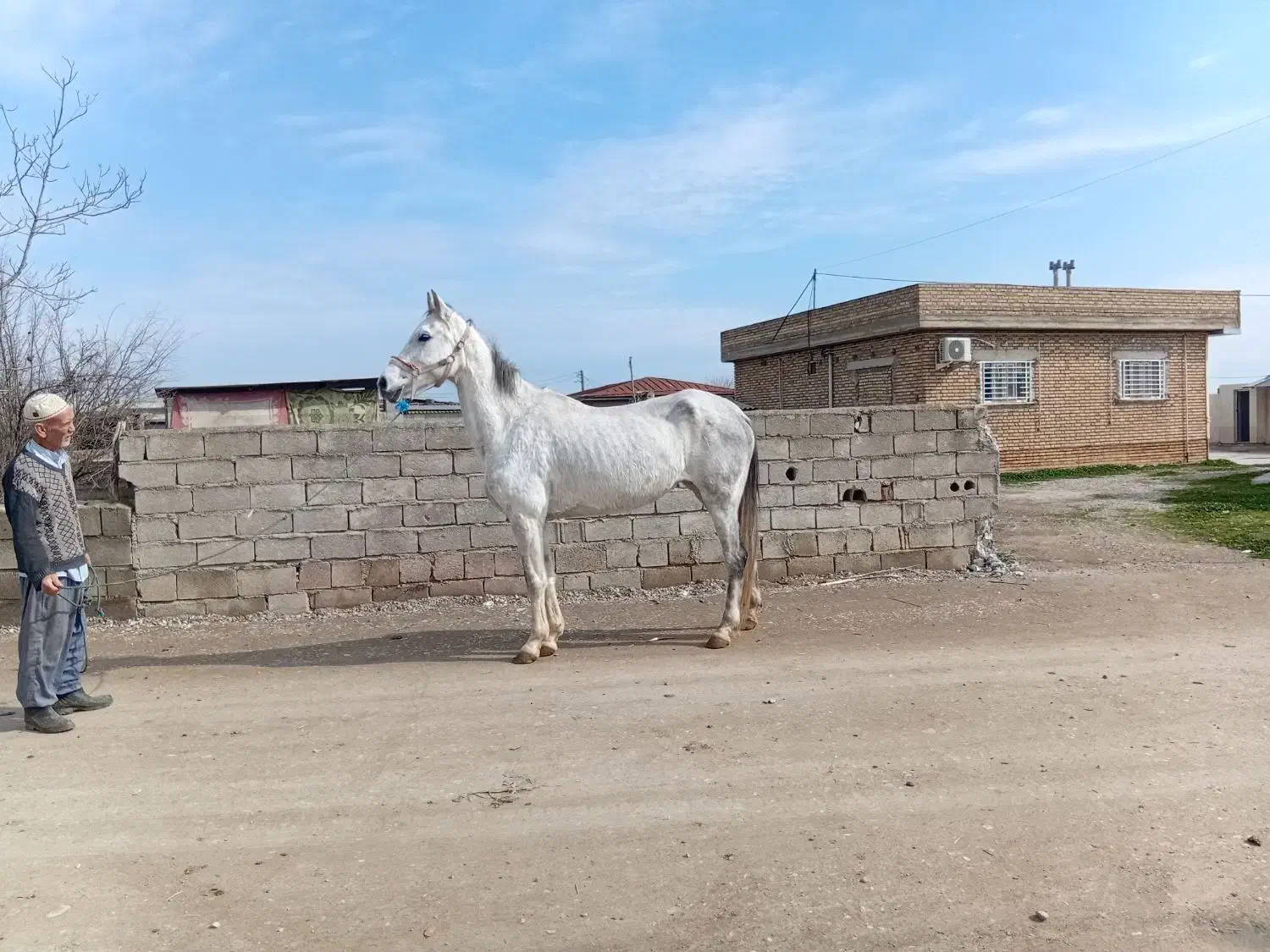 مادیان آخال تکه|اسب و تجهیزات اسب‌سواری|گنبد کاووس, |دیوار