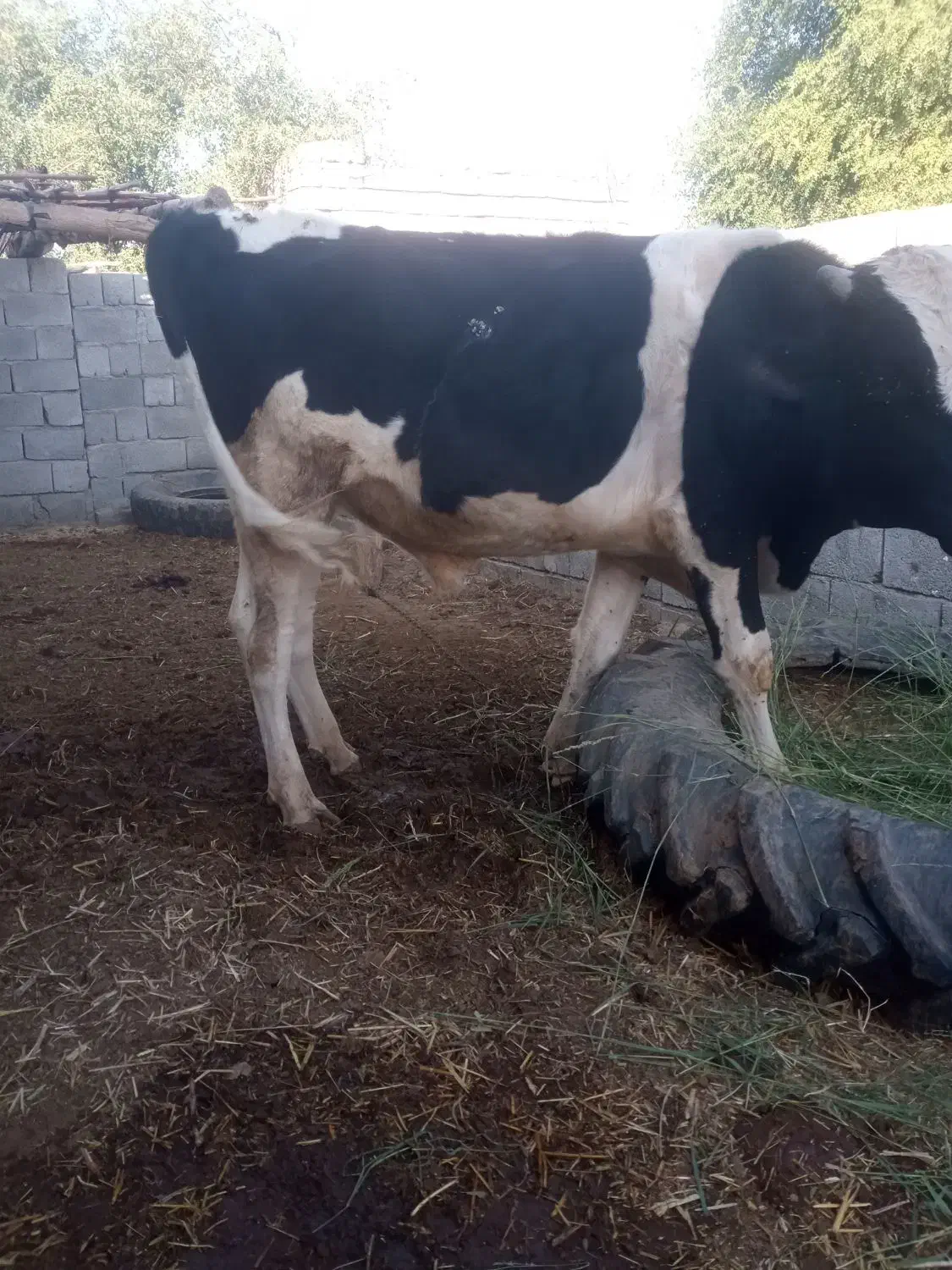 جلب|حیوانات مزرعه|فاریاب, |دیوار