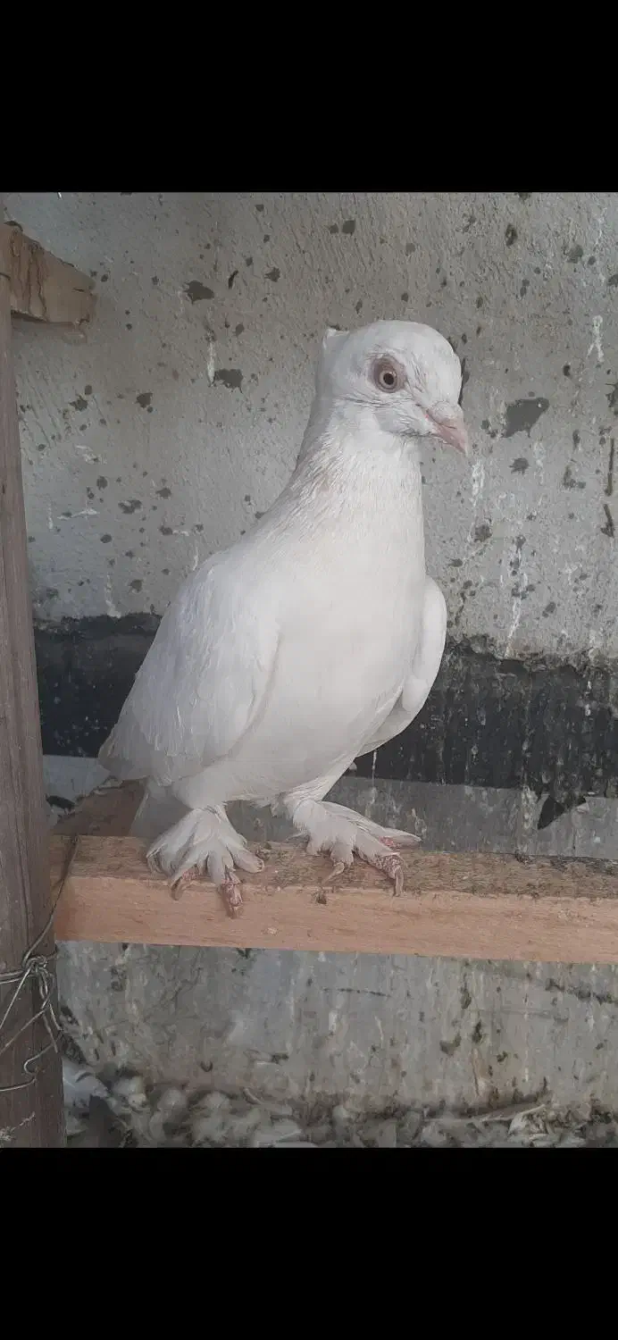 جوجه کبوتر و پرشی|پرنده|قم, زنبیل آباد|دیوار