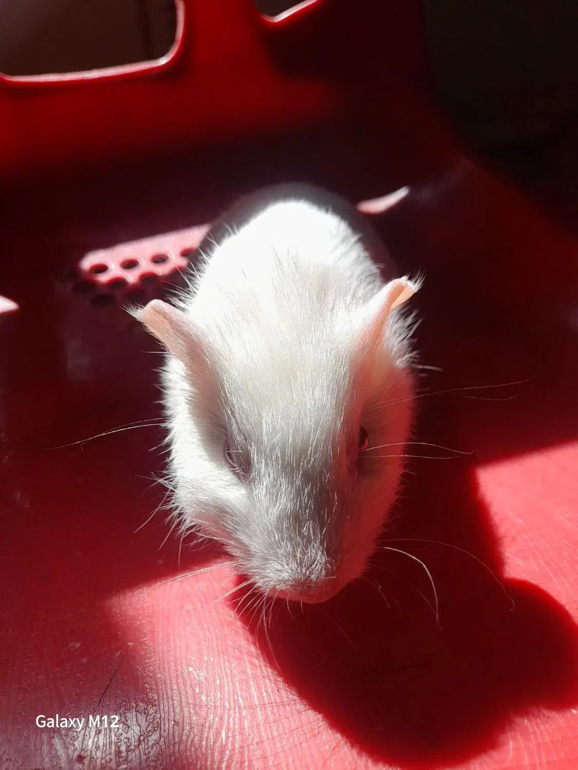 خوکچه هندی|موش و خرگوش|تبریز, |دیوار