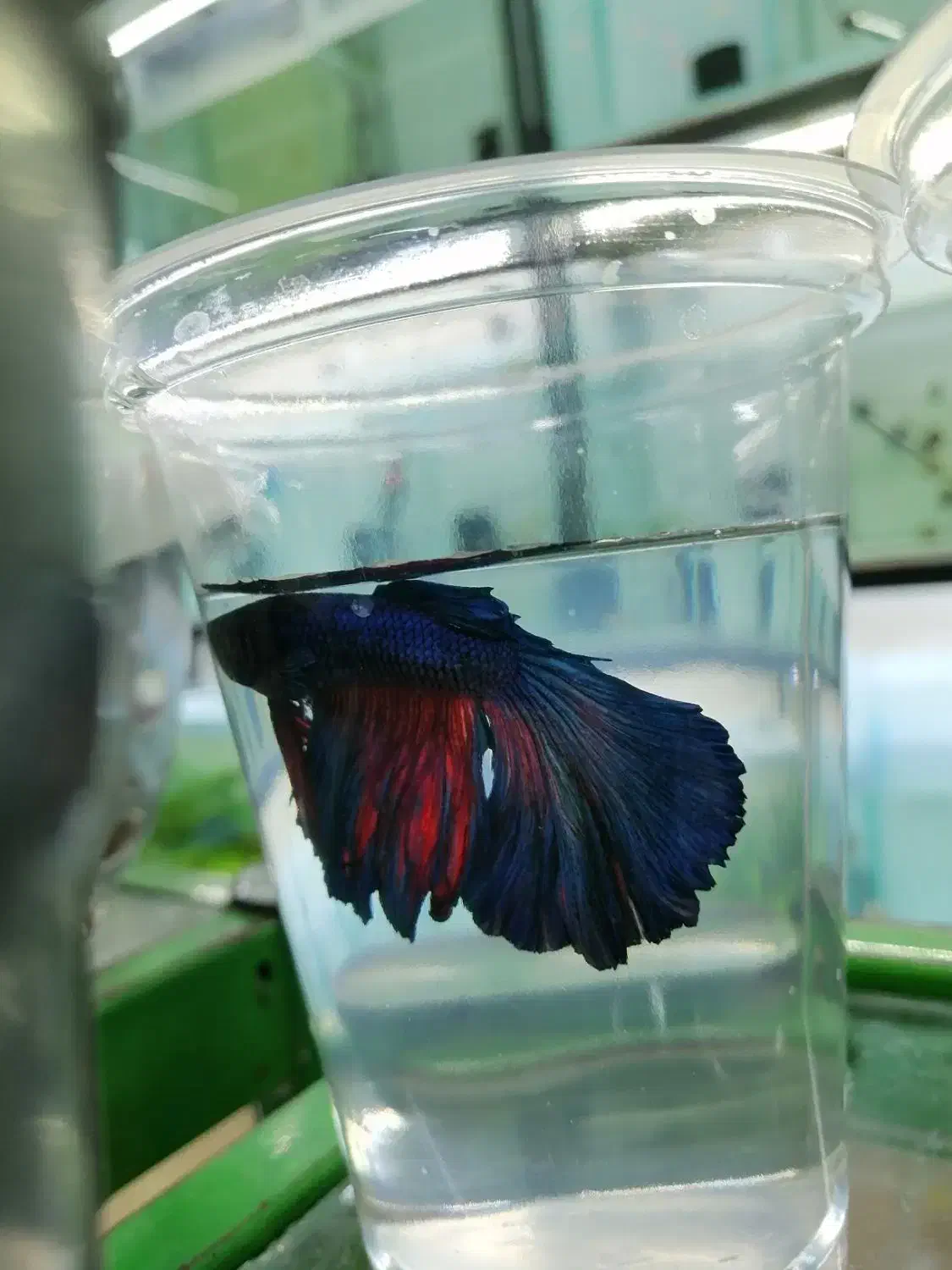 آکواریوم اسکار|ماهی|بیجار, |دیوار