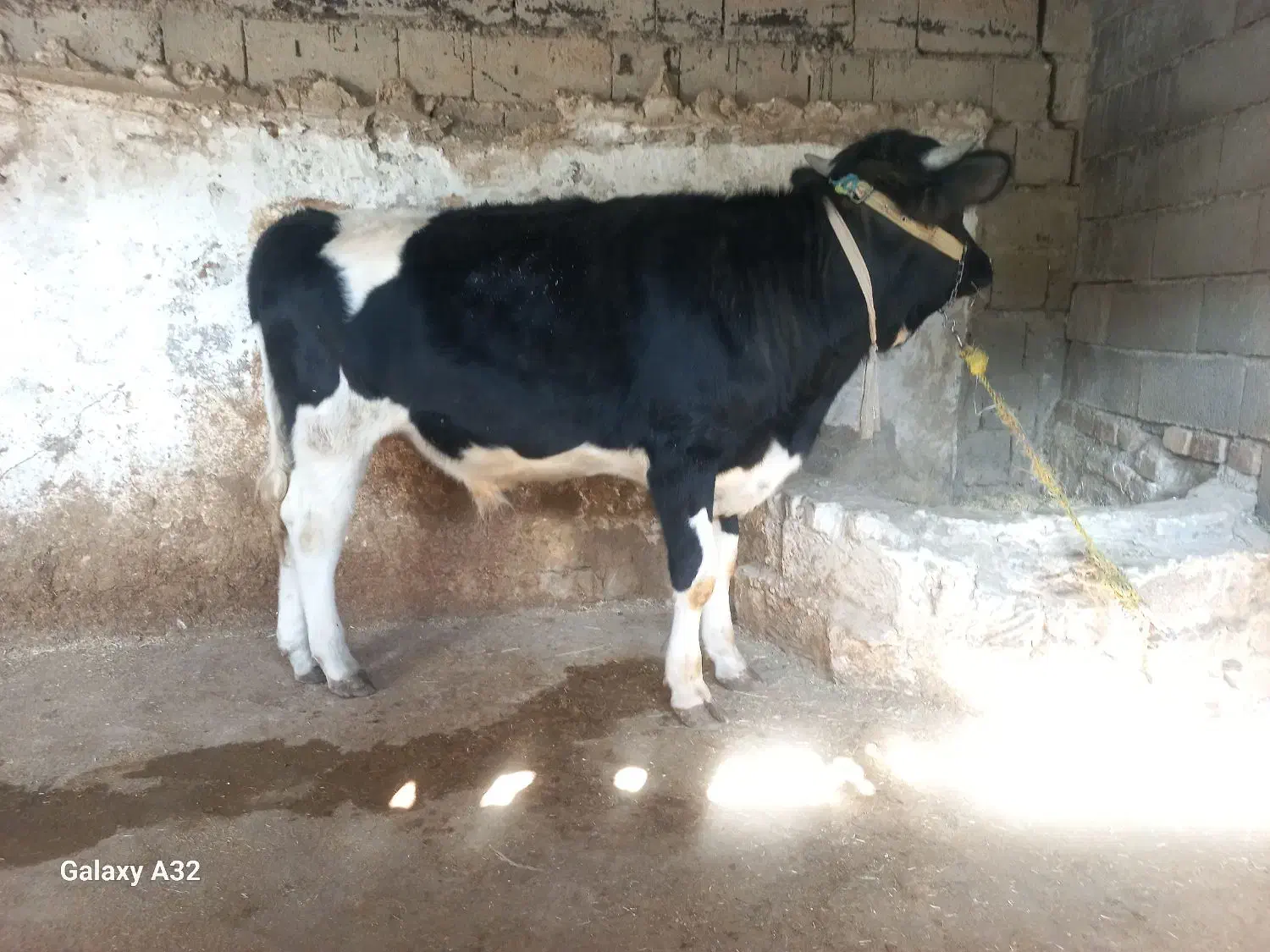 گوساله نر ۹ ماهه هلشتاین درجه یک گاو|حیوانات مزرعه|صحنه, |دیوار