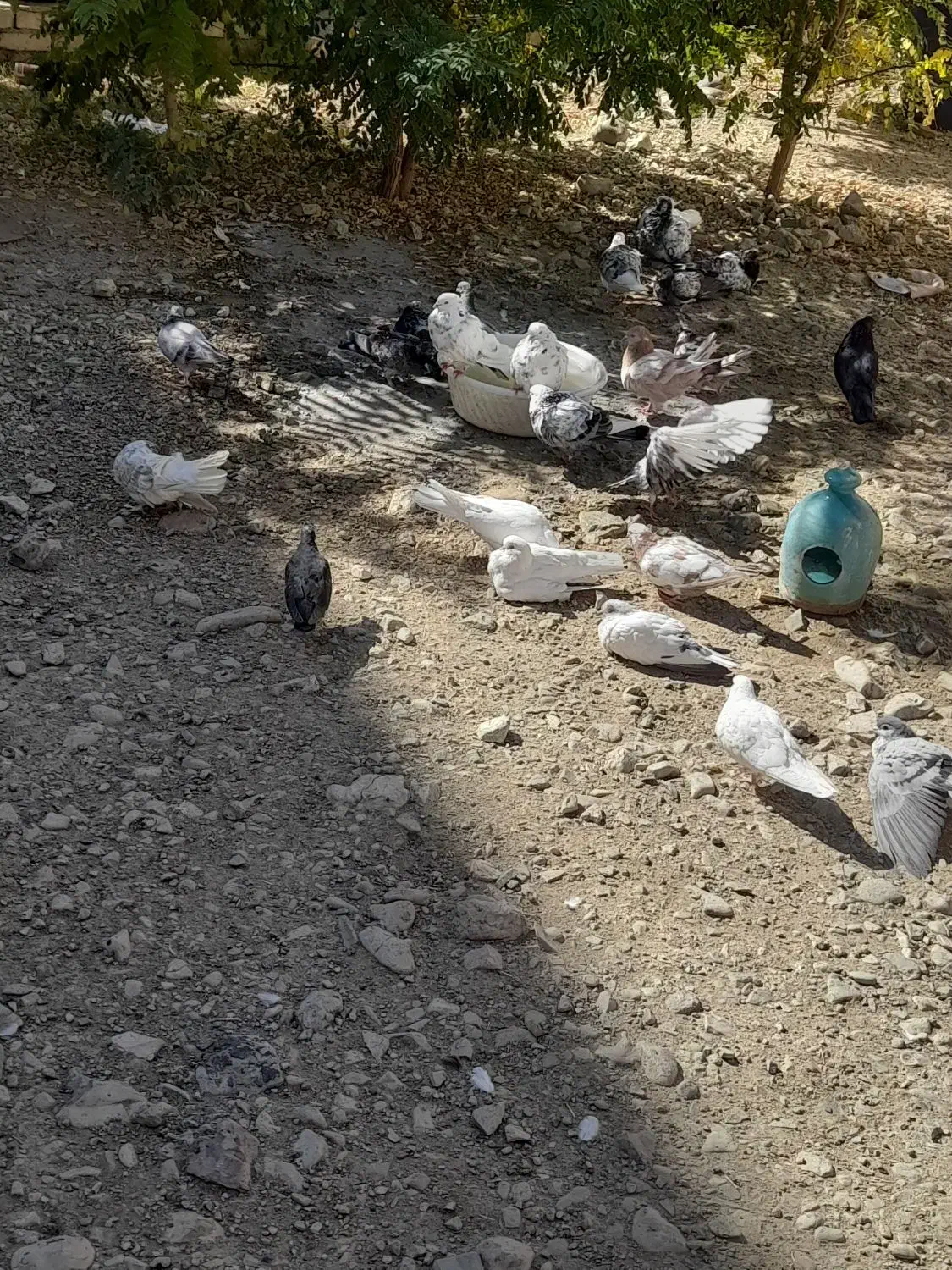 تعدادی کبوتر فروشی قیمت توافقی|پرنده|پردیس, شهرک صنعتی خرمدشت فاز ۷|دیوار