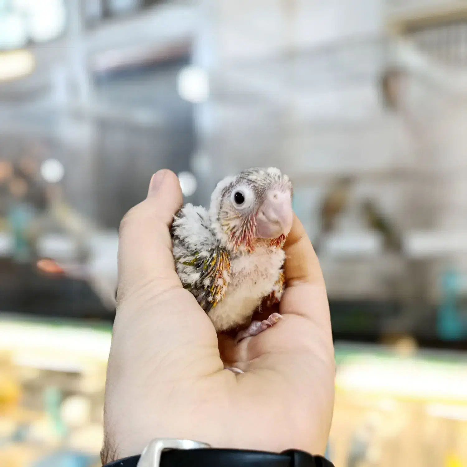 گرینچیک های بامزه|پرنده|قم, نخودی|دیوار