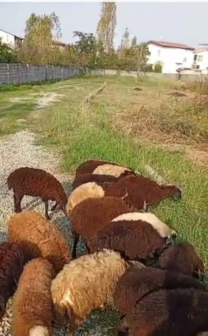 فروش تک و عمده گوسفندوبره زنده|حیوانات مزرعه|نوشهر, |دیوار