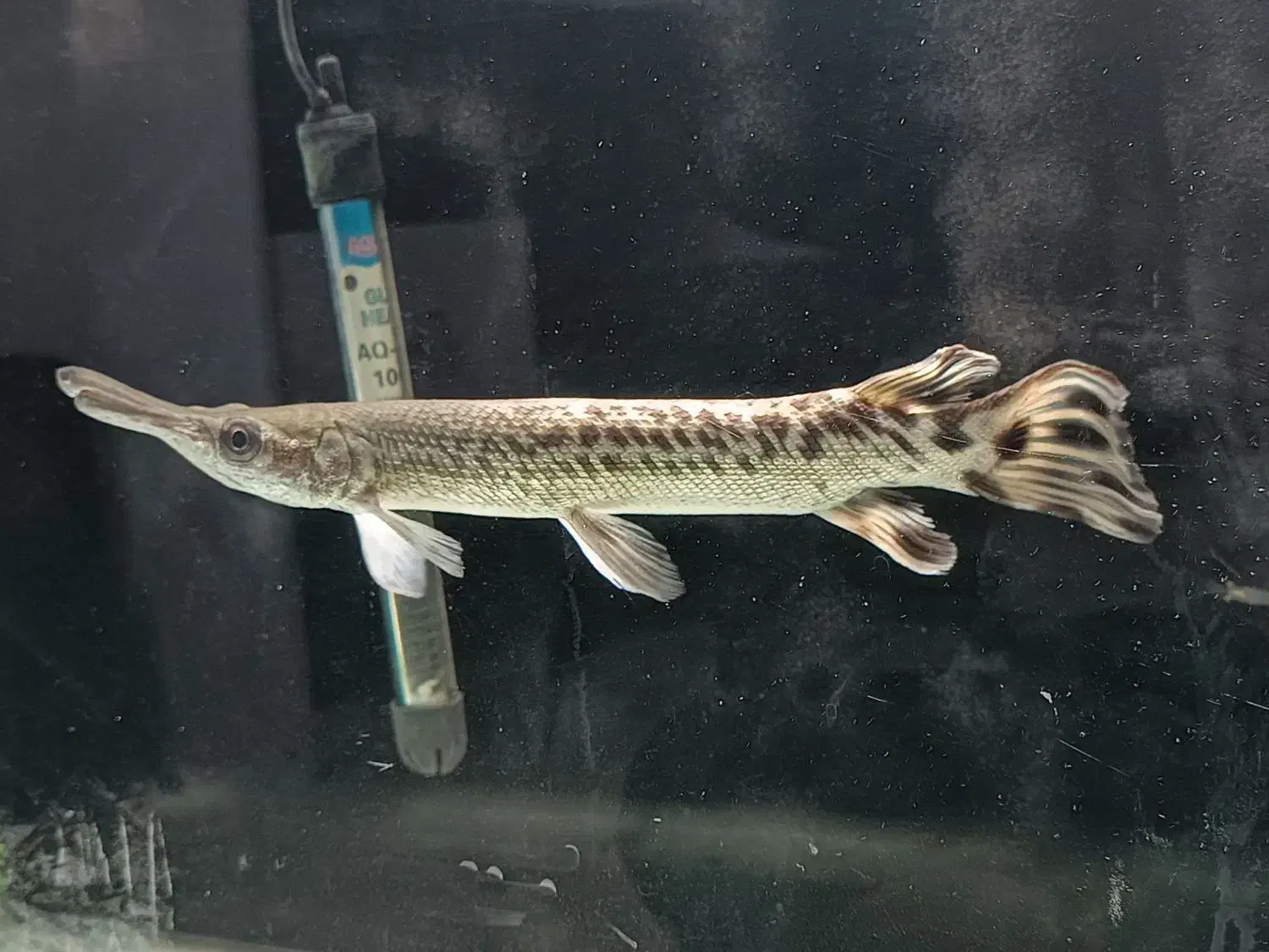 ماهی گار الیگیتور|ماهی|ارومیه, |دیوار