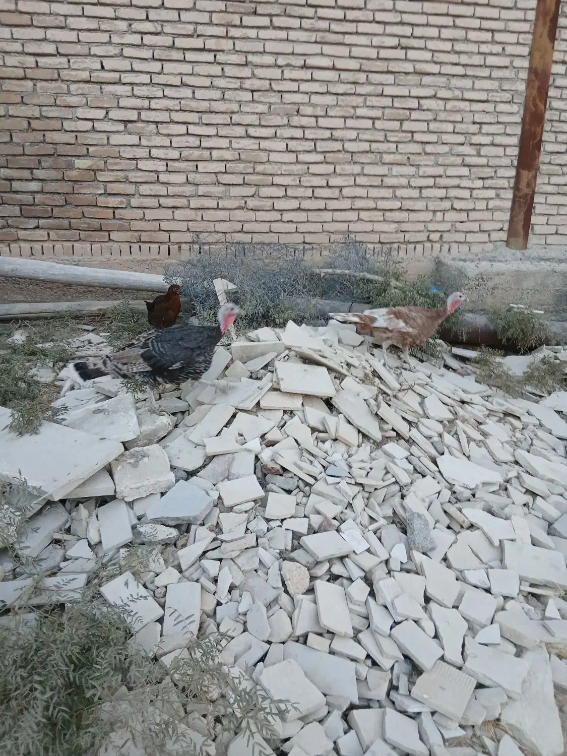 بوقلمون ماده|حیوانات مزرعه|بیستون, |دیوار