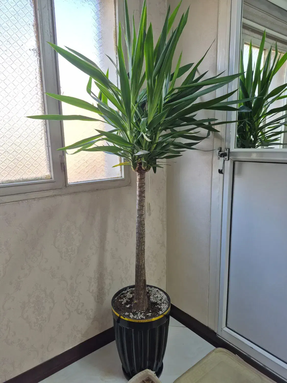 گل یوکا|گل و گیاه طبیعی|تهران, مطهری|دیوار