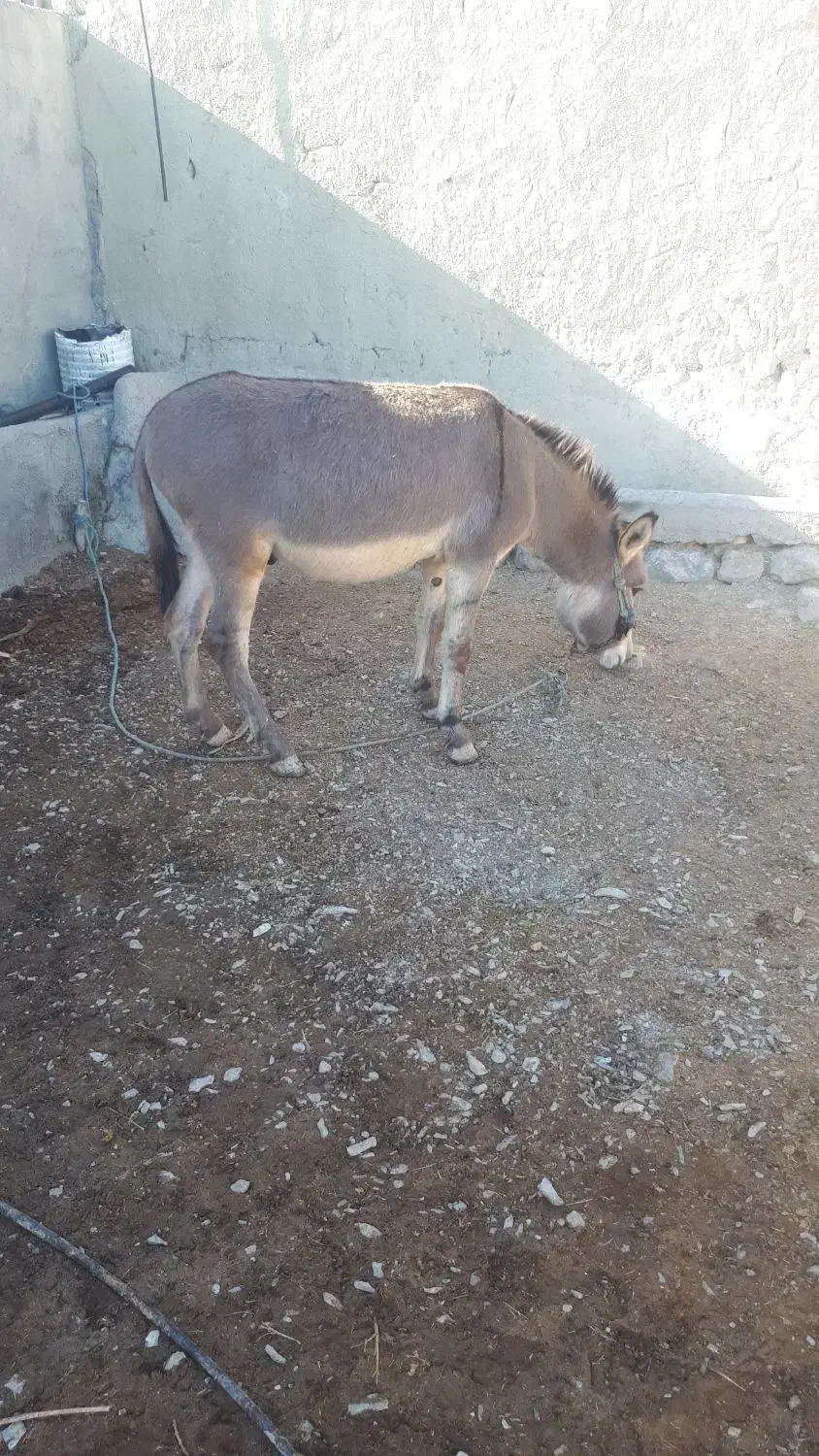 الاغ وسگ|حیوانات مزرعه|شیروان (خراسان), |دیوار