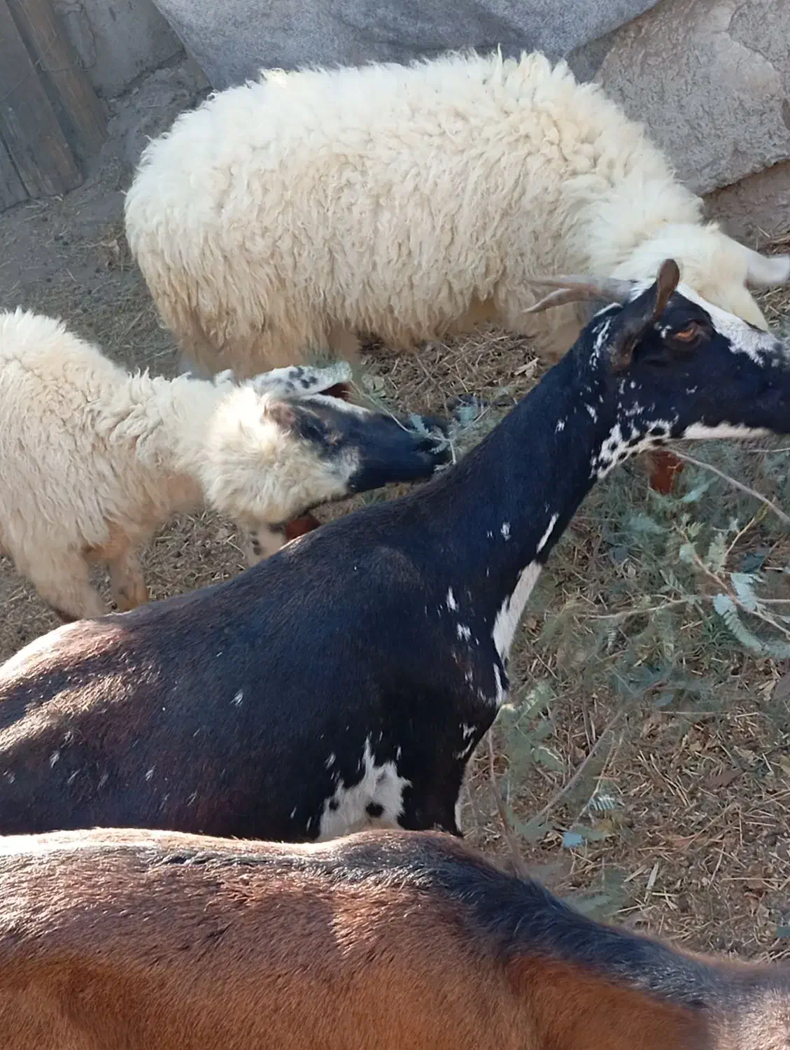 بز نزار چاق بره کهره چاق گوسفند|حیوانات مزرعه|بندرعباس, |دیوار