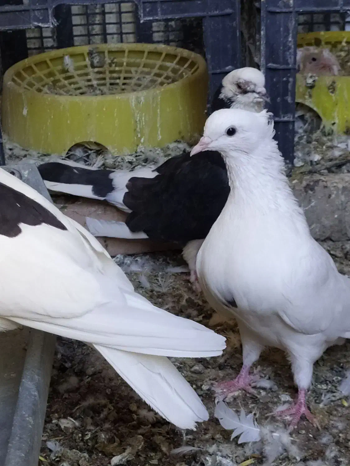 سه عدد کبوتر|پرنده|آبدانان, |دیوار