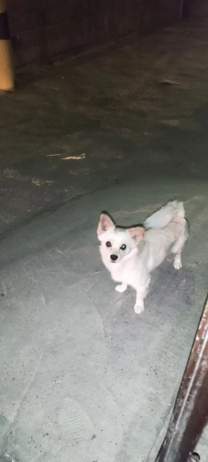 سگ خانگی|سگ|اصفهان, اصفهانک|دیوار