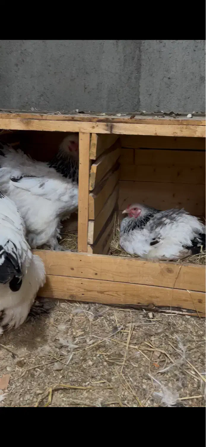 مرغ برهما|حیوانات مزرعه|گلوگاه, |دیوار