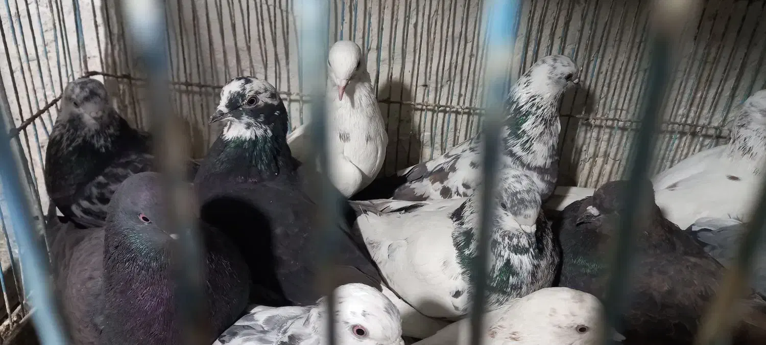 کبوتر ۱۲ عدد|پرنده|کاشان, امیرکبیر|دیوار