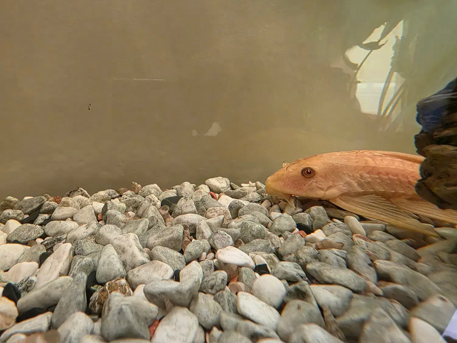 فروش اکواریوم|ماهی|ساری, |دیوار