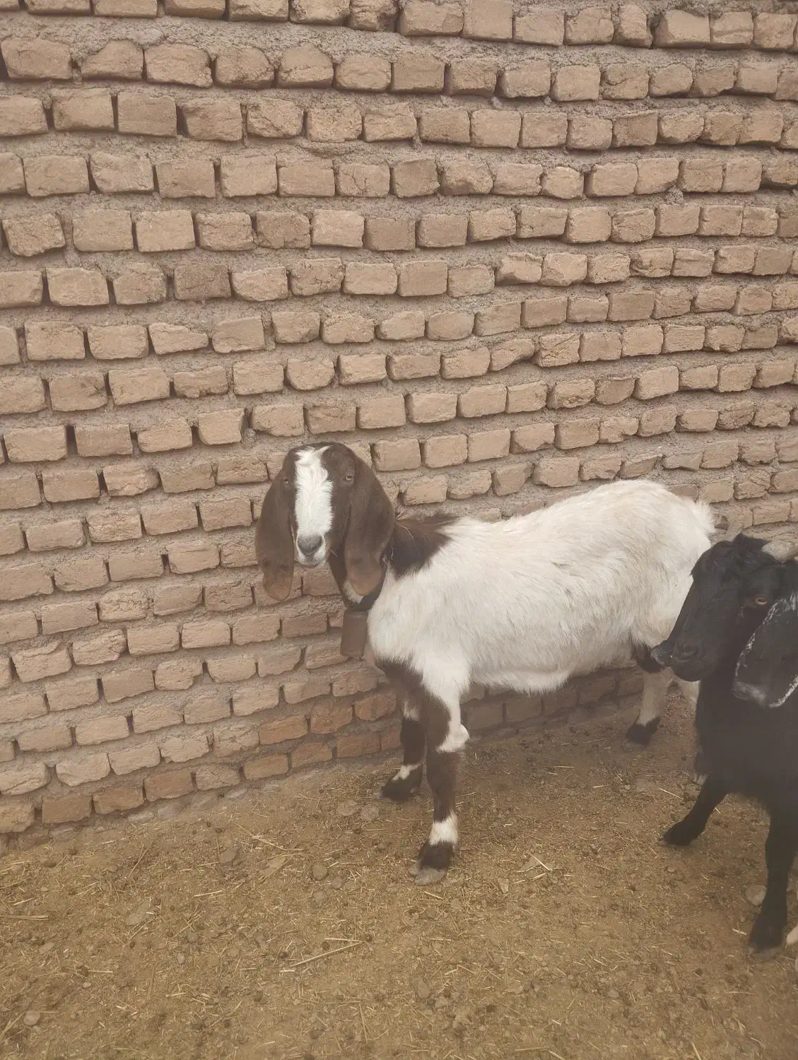 بز زاییده|حیوانات مزرعه|نیشابور, مازول|دیوار