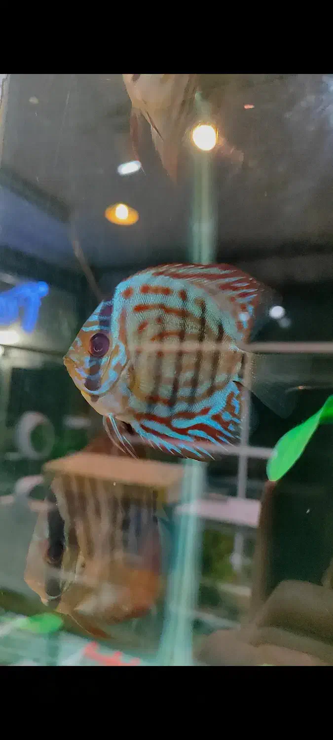 انواع نژاد ماهی های دیسکس کلی و جزئی و اکواریوم|ماهی|مشهد, ولیعصر (شهرک غرب)|دیوار