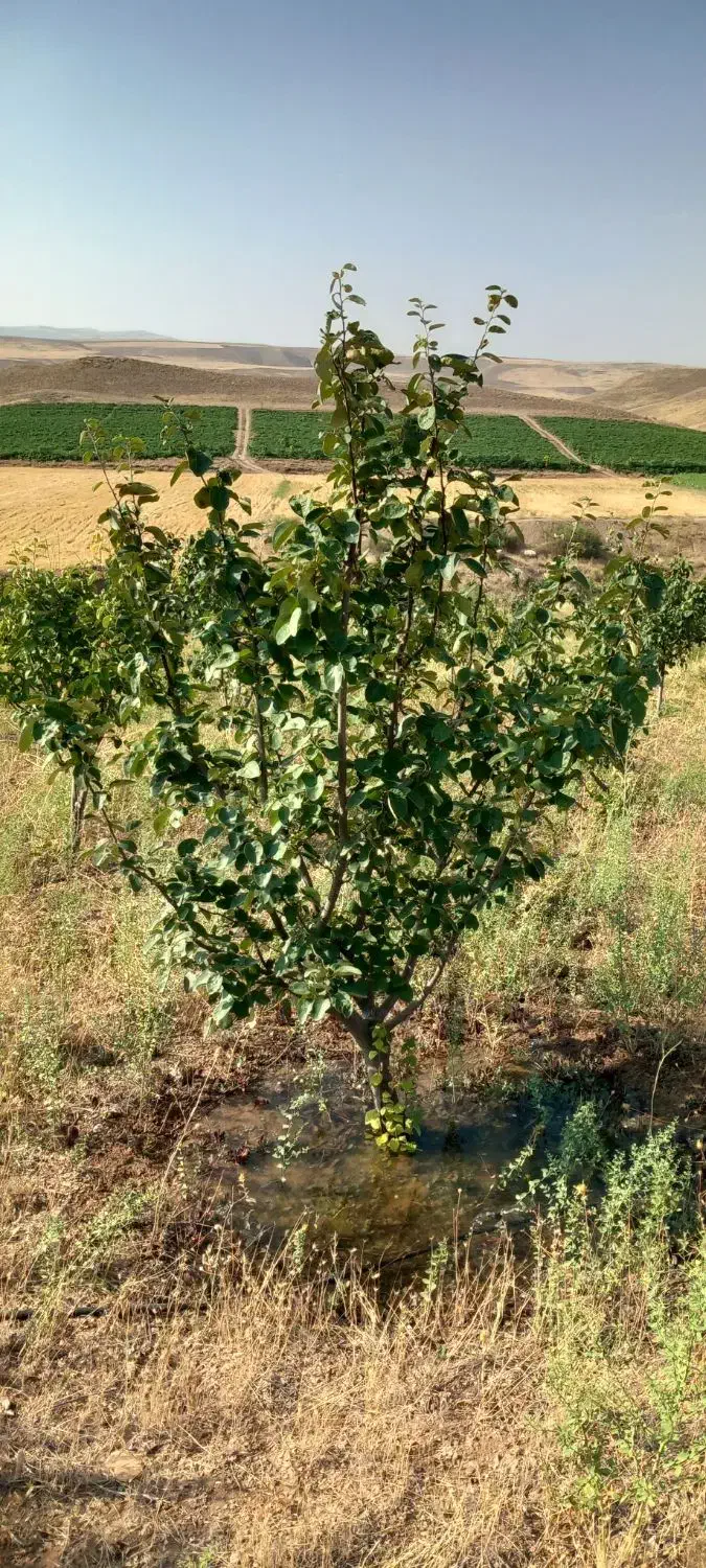 باغ به متراژ ۴۲۰۰۰متر|فروش دفتر صنعتی، کشاورزی، تجاری|کوثر, |دیوار