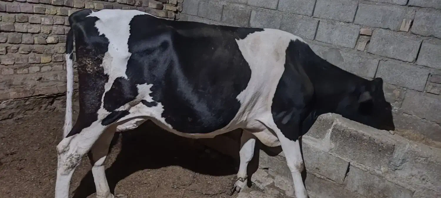 گاو با گوساله نر|حیوانات مزرعه|تیمور آباد, |دیوار