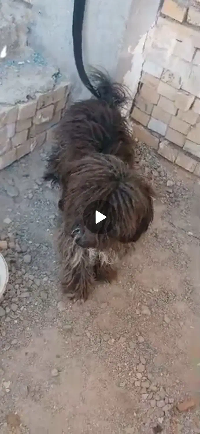 سگ پشمالویی نر|سگ|چمران, |دیوار