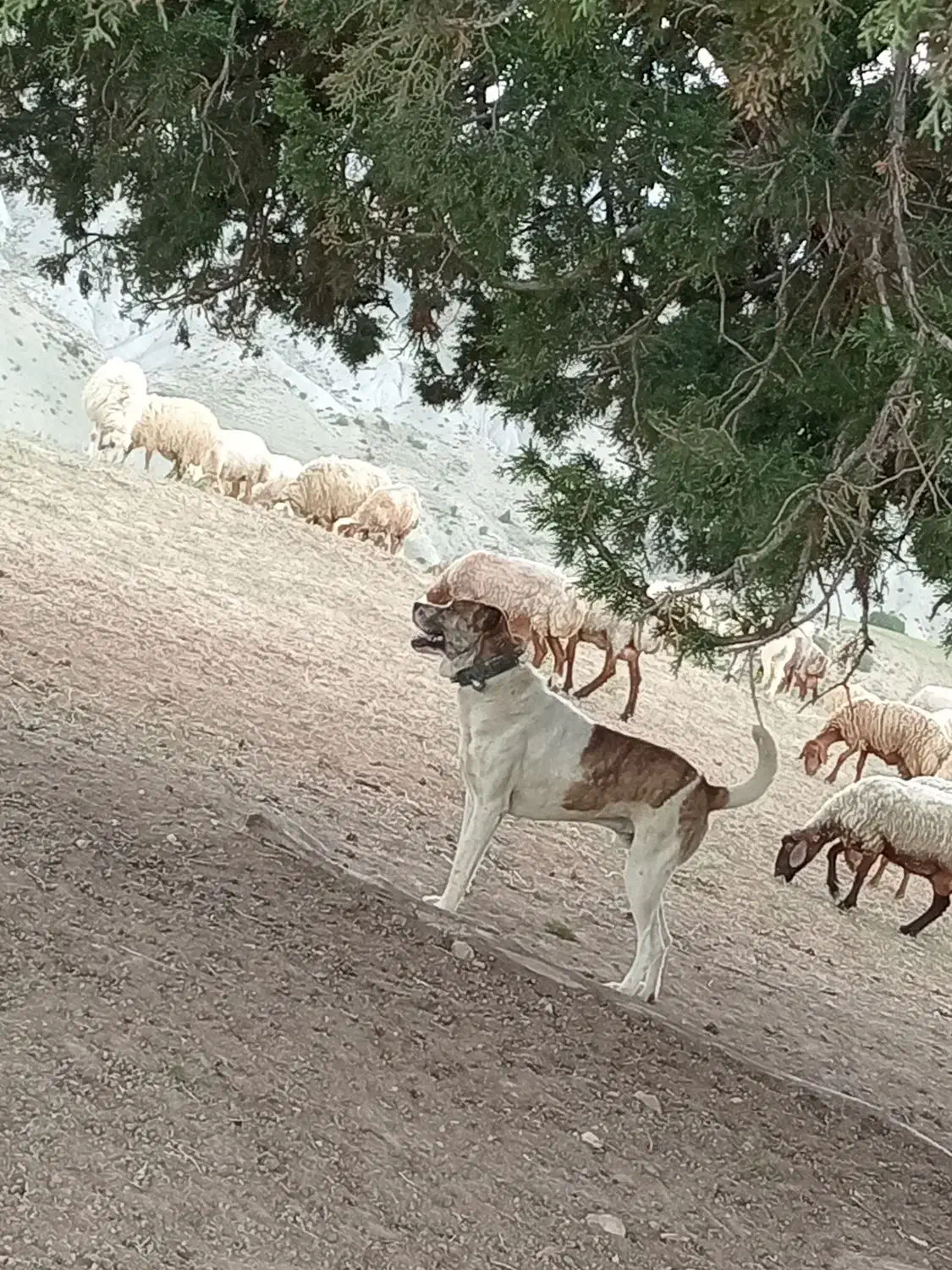 پلنگ ۳ساله گوسفندی|سگ|شیروان (خراسان), |دیوار