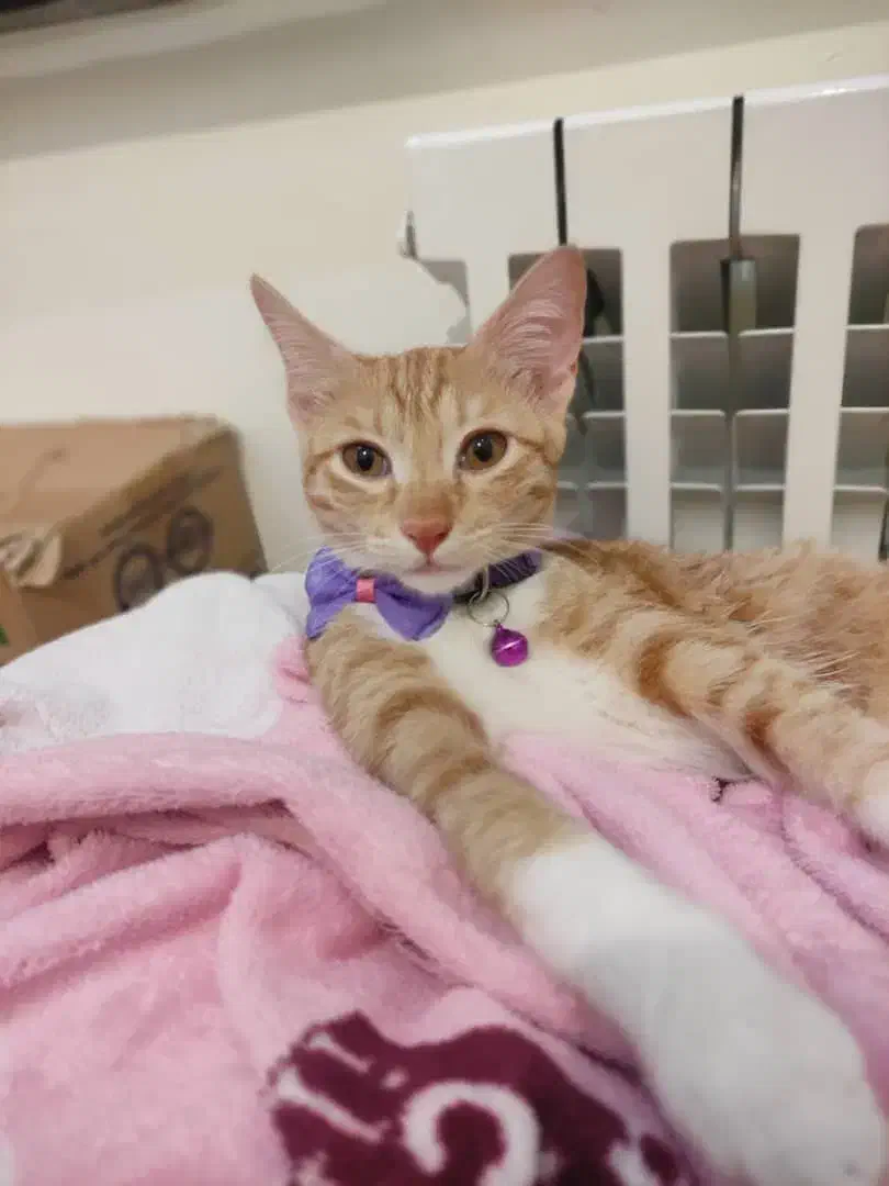 واگذاری رایگان بچه گربه|گربه|امیرکلا, |دیوار