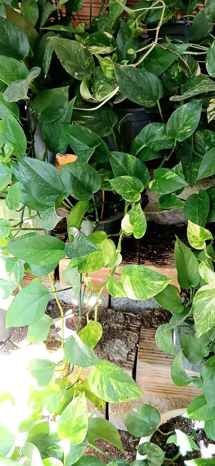 گل و گیاه|گل و گیاه طبیعی|قائم‌شهر, |دیوار