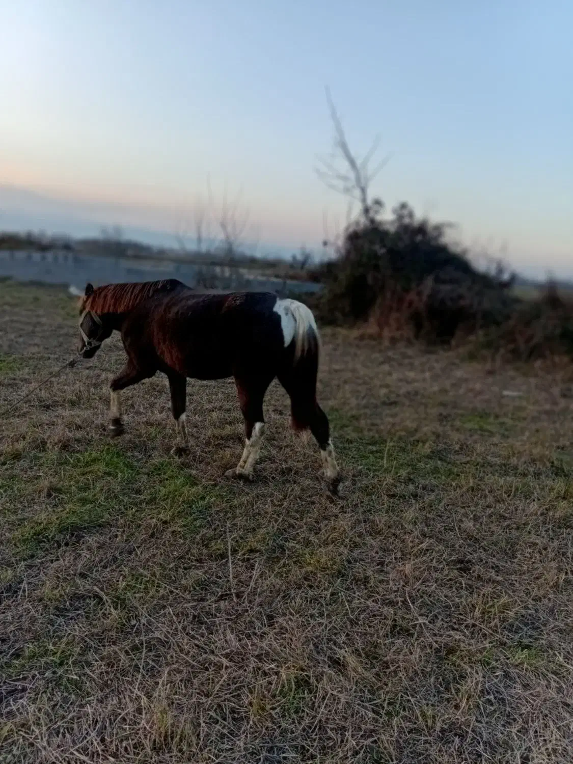 اسب سر حال تیز پا سواری عالی رامه رام|اسب و تجهیزات اسبسواری|تولم شهر, |دیوار