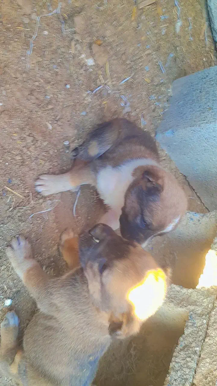 توله گله ای|سگ|تربت جام, معدآباد|دیوار