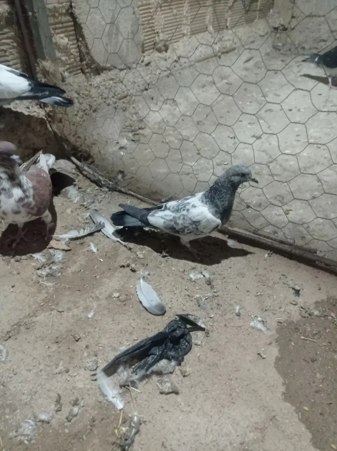 کبوتر گرفتنی|پرنده|زابل, |دیوار