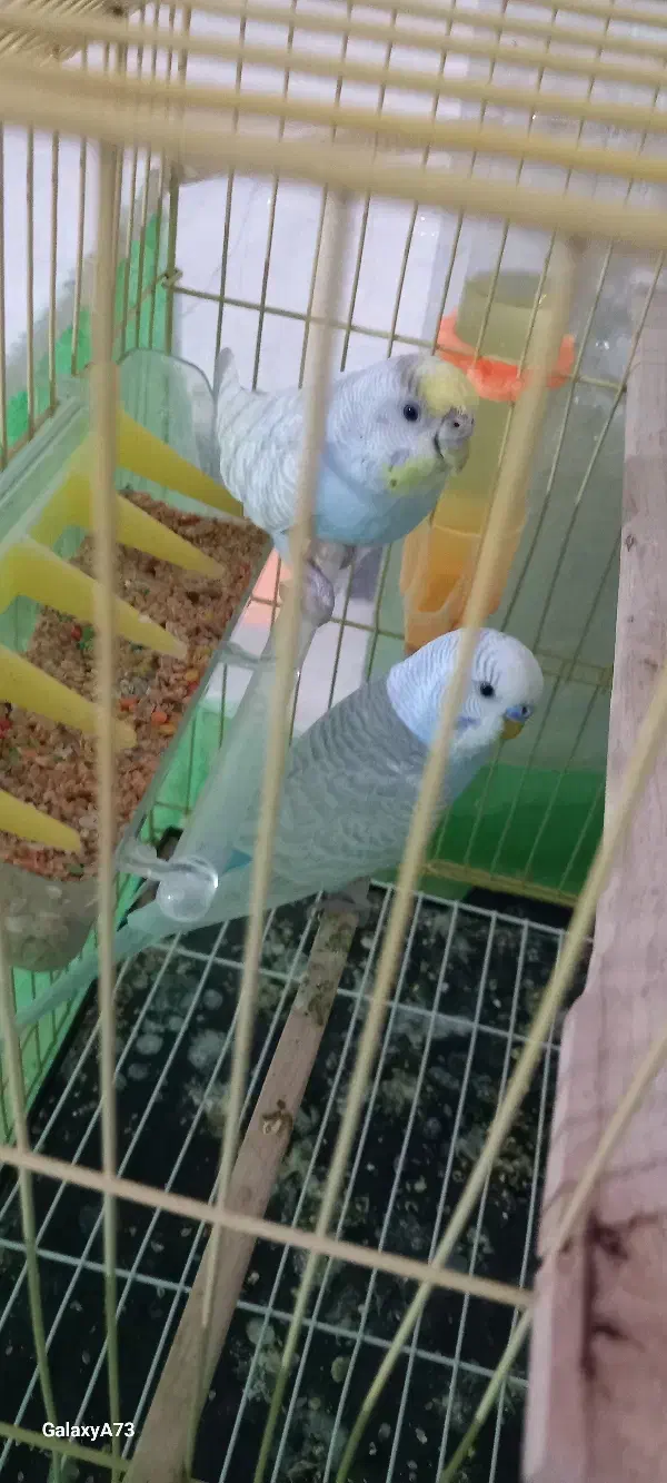 فروش مرغ عشق سالم زیبا سرحال|پرنده|سردشت, |دیوار