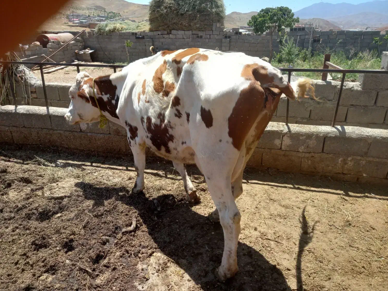 گاو|حیوانات مزرعه|باسمنج, |دیوار